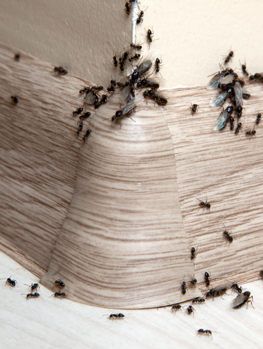 que-faire-contre-les-fourmis-tarifs-cout